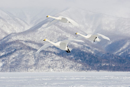 Picture of JAPAN-HOKKAIDO THREE WHOOPER SWANS FLY FOR A LANDING