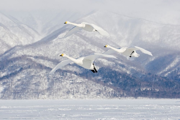 Picture of JAPAN-HOKKAIDO THREE WHOOPER SWANS FLY FOR A LANDING