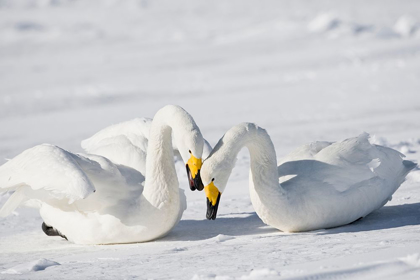Picture of JAPAN-HOKKAIDO TWO WHOOPER SWANS CELEBRATE LOUDLY AFTER LANDING