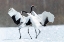 Picture of JAPAN-HOKKAIDO-KUSHIRO TWO RED-CROWNED CRANES DANCE TOGETHER IN THE LIGHTLY FALLING SNOW