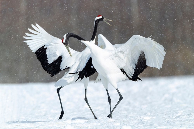 Picture of JAPAN-HOKKAIDO-KUSHIRO TWO RED-CROWNED CRANES DANCE TOGETHER IN THE LIGHTLY FALLING SNOW
