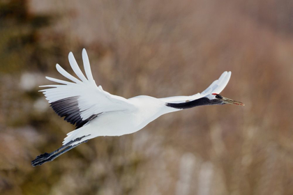 Picture of JAPAN-HOKKAIDO-KUSHIRO