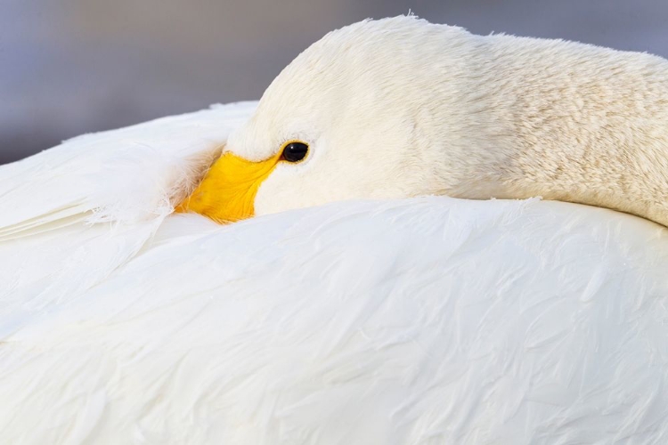 Picture of JAPAN-HOKKAIDO A WHOOPER SWAN TUCKS ITS BILL 