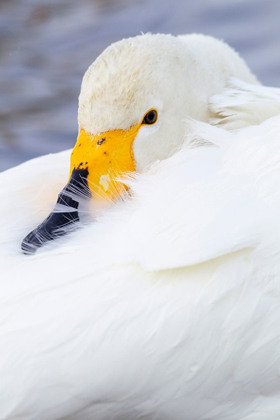 Picture of JAPAN-HOKKAIDO PORTRAIT OF A WHOOPER SWAN WITH ITS YELLOW AND BLACK BILL