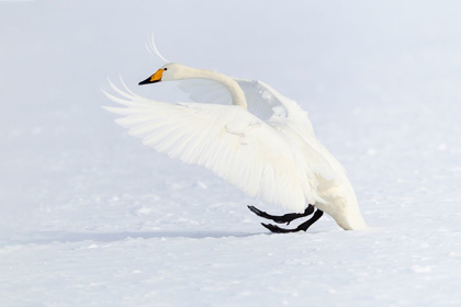 Picture of JAPAN-HOKKAIDO A WHOOPER SWAN MAKES AN UNGAINLY LANDING ON THE ICE