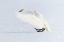 Picture of JAPAN-HOKKAIDO A WHOOPER SWAN MAKES AN UNGAINLY LANDING ON THE ICE