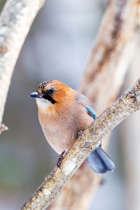 Picture of JAPAN-HOKKAIDO-LAKE KUSSHARO-EURASIAN JAY PORTRAIT OF AN EURASIAN JAY SITTING ON A TREE LIMB