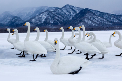 Picture of JAPAN-HOKKAIDO A GROUP OF WHOOPER SWANS STAND ON THE ICE