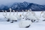 Picture of JAPAN-HOKKAIDO A GROUP OF WHOOPER SWANS STAND ON THE ICE