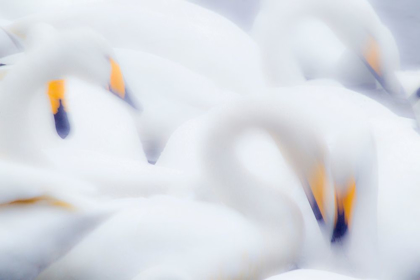 Picture of JAPAN-HOKKAIDO A GROUP OF WHOOPER SWANS FEED TOGETHER IN SLOW MOTION