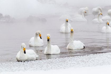 Picture of JAPAN-HOKKAIDO A GROUP OF WHOOPER SWANS SWIM 