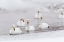 Picture of JAPAN-HOKKAIDO A GROUP OF WHOOPER SWANS SWIM 