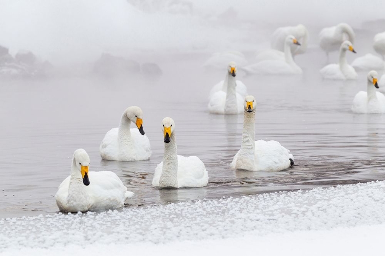 Picture of JAPAN-HOKKAIDO A GROUP OF WHOOPER SWANS SWIM 
