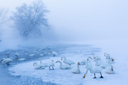 Picture of JAPAN-HOKKAIDO A GROUP OF WHOOPER SWANS CONGREGATE IN THE MIST