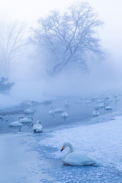 Picture of JAPAN-HOKKAIDO A GROUP OF WHOOPER SWANS CONGREGATE IN THE MIST