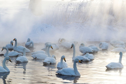 Picture of JAPAN-HOKKAIDO A GROUP OF WHOOPER SWANS CONGREGATE IN THE MIST