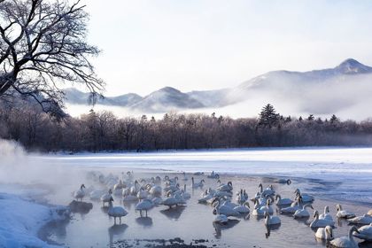 Picture of JAPAN-HOKKAIDO A GROUP OF WHOOPER SWANS CONGREGATE IN THE MIST