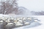 Picture of JAPAN-HOKKAIDO A GROUP OF WHOOPER SWANS CONGREGATE IN THE MIST