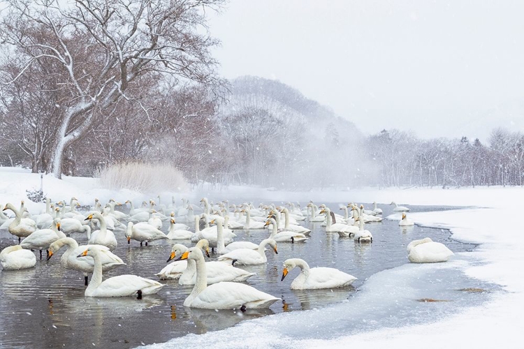 Picture of JAPAN-HOKKAIDO A GROUP OF WHOOPER SWANS CONGREGATE IN THE MIST