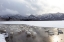 Picture of JAPAN-HOKKAIDO A GROUP OF WHOOPER SWANS CONGREGATE IN THE MIST