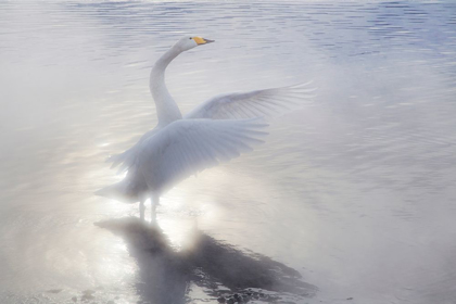 Picture of JAPAN-HOKKAIDO A WHOOPER SWAN FLAPS ITS WINGS IN THE MIST