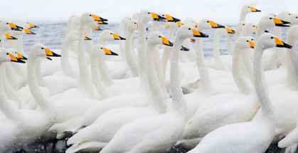 Picture of JAPAN-HOKKAIDO WHOOPER SWANS CONGREGATE