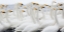 Picture of JAPAN-HOKKAIDO WHOOPER SWANS CONGREGATE