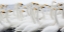 Picture of JAPAN-HOKKAIDO WHOOPER SWANS CONGREGATE