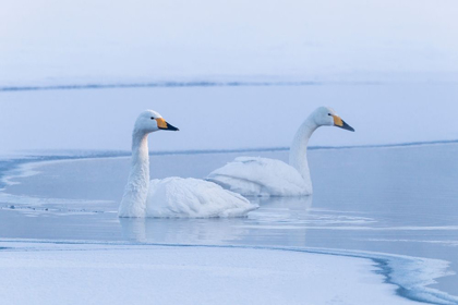 Picture of JAPAN-HOKKAIDO A PAIR OF WHOOPER SWANS SWIM