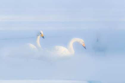 Picture of JAPAN-HOKKAIDO THREE WHOOPER SWANS FLOAT IN THE MIST