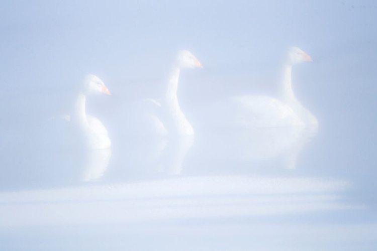 Picture of JAPAN-HOKKAIDO THREE WHOOPER SWANS FLOAT IN THE MIST