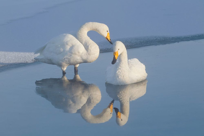 Picture of JAPAN-HOKKAIDO TWO WHOOPER SWANS ARE REFLECTED
