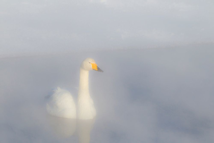 Picture of JAPAN-HOKKAIDO A WHOOPER SWAN EMERGES FROM THE HEAVY MIST