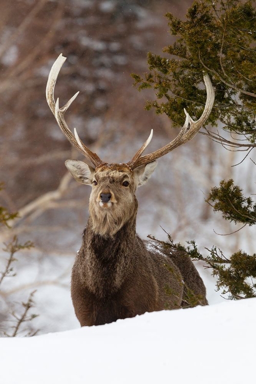 Picture of JAPAN-HOKKAIDO-RAUSU-SIKA DEER-CERVUS NIPPON PORTRAIT OF A SIKA STAG