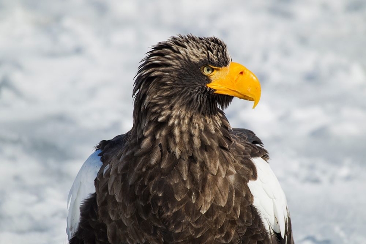 Picture of JAPAN-HOKKAIDO-RAUSU-STELLERS SEA EAGLE HEADSHOT OF A STELLERS SEA EAGLE 