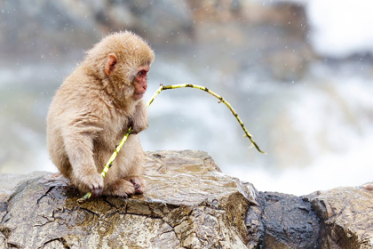 Picture of JAPAN-NAGANO A BABY SNOW MONKEY 