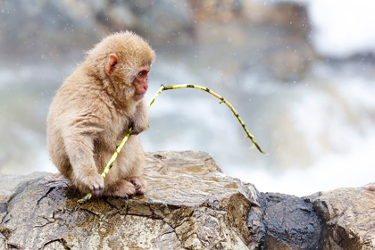 Picture of JAPAN-NAGANO A BABY SNOW MONKEY 