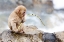 Picture of JAPAN-NAGANO A BABY SNOW MONKEY 