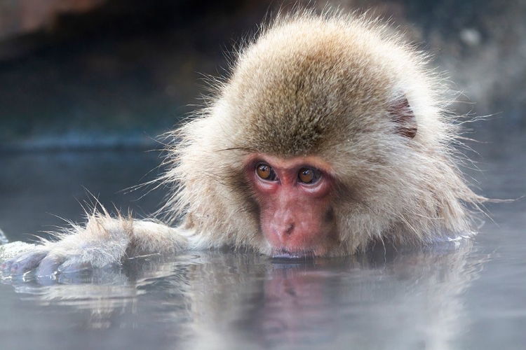 Picture of JAPAN-NAGANO PORTRAIT OF A JUVENILE