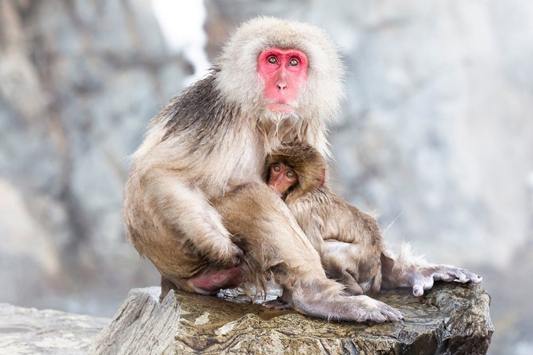 Picture of JAPAN-NAGANO A FEMALE SNOW MONKEY