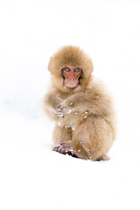 Picture of JAPAN-NAGANO PORTRAIT OF A JAPANESE MACAQUE