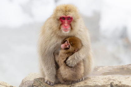 Picture of JAPAN-NAGANO A FEMALE SNOW MONKEY