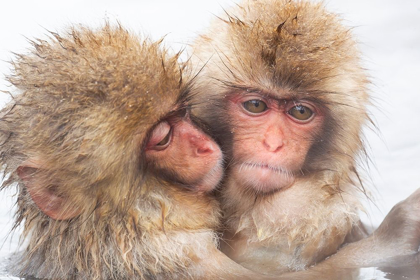 Picture of JAPAN-NAGANO TWO BABY SNOW MONKEYS HUDDLE