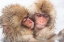 Picture of JAPAN-NAGANO TWO BABY SNOW MONKEYS HUDDLE