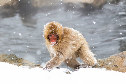 Picture of JAPAN-NAGANO