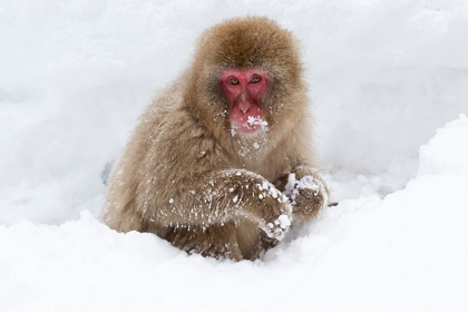 Picture of JAPAN-NAGANO