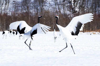 Picture of JAPAN-HOKKAIDO TWO RED-CROWNED CRANES DANCE WHILE THE REST OF THE GROUP LOOKS ON