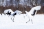 Picture of JAPAN-HOKKAIDO TWO RED-CROWNED CRANES DANCE WHILE THE REST OF THE GROUP LOOKS ON