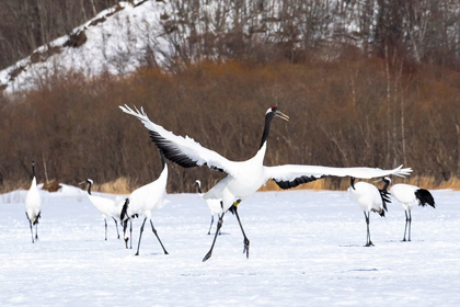 Picture of JAPAN-HOKKAIDO-KUSHIRO-TSURI- A RED-CROWNED CRANE DANCES WHILE THE REST OF THE GROUP LOOKS ON
