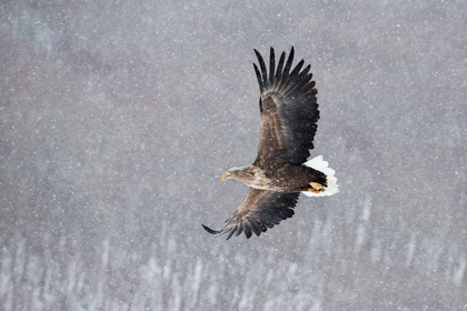 Picture of JAPAN-HOKKAIDO-KUSHIRO PORTRAIT OF A WHITE-TAILED EAGLE IN FLIGHT DURING A SNOW SQUALL